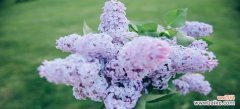 传递寄托与祝福的魅力 紫色丁香花的花语