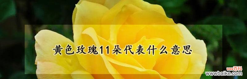 探寻11朵黄玫瑰的含义 黄玫瑰的花语意义