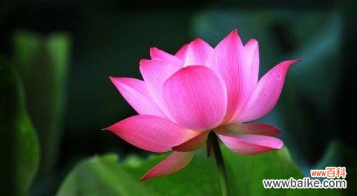 揭开荷花美丽外表下的内涵，探寻花语的含义 荷花花语的深刻象征意义