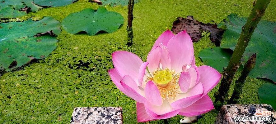 揭开荷花美丽外表下的内涵，探寻花语的含义 荷花花语的深刻象征意义