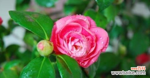 赏花指南，揭秘一年四季都有的精彩花海 11月开花盛宴——秋季景观花卉详解