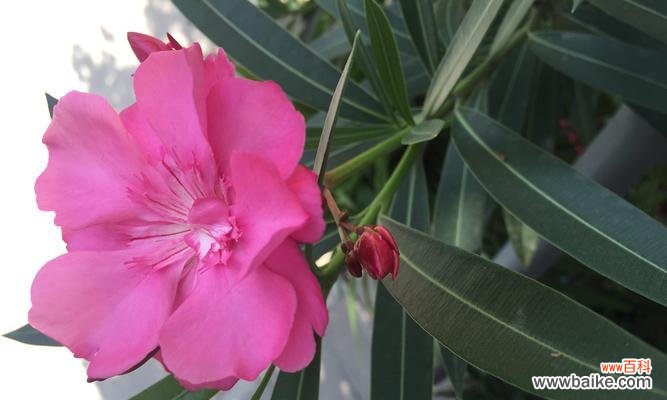 赏花指南，揭秘一年四季都有的精彩花海 11月开花盛宴——秋季景观花卉详解