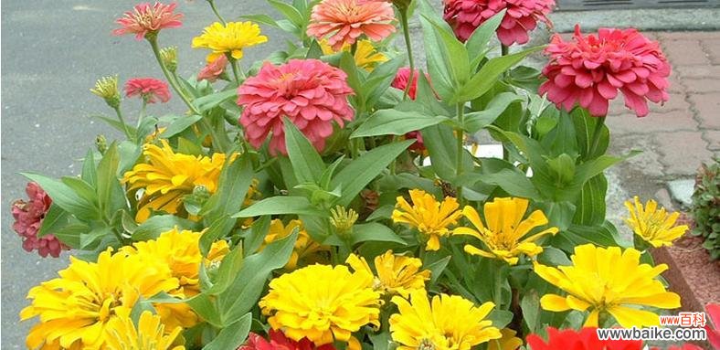 草原之王的慈悲与坚韧 解读百日草的花语