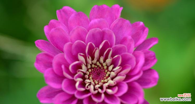 草原之王的慈悲与坚韧 解读百日草的花语