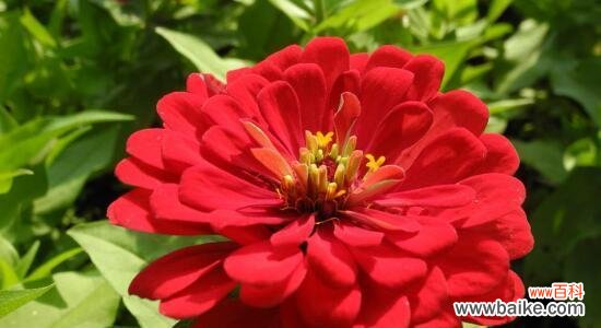 草原之王的慈悲与坚韧 解读百日草的花语