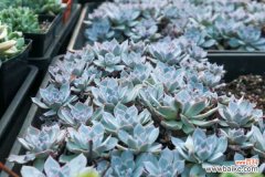 蓝石莲徒长怎么办