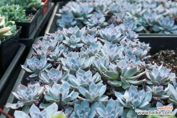 蓝石莲掉叶子怎么办