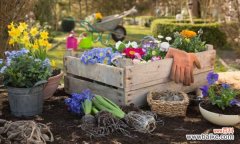 落地生根徒长怎么办