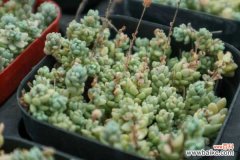 姬星美人徒长怎么办