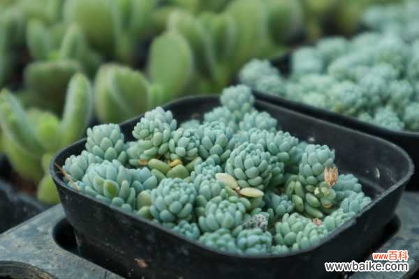 姬星美人徒长怎么办