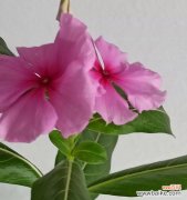 傲立寒冷 以雁来红的花语和传说