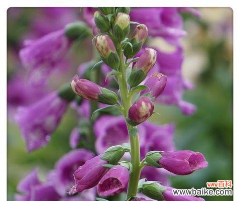 探索洋地黄花的神秘意义与传奇故事 洋地黄的花语及传说