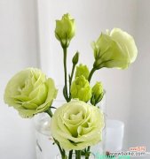 探寻洋桔梗花的美丽寓意与文化传承 洋桔梗花的象征意义与传说