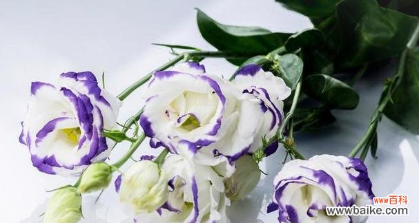 探寻洋桔梗花的美丽寓意与文化传承 洋桔梗花的象征意义与传说