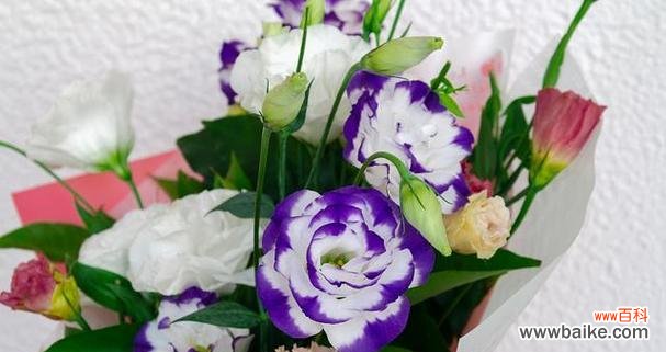 探寻洋桔梗花的美丽寓意与文化传承 洋桔梗花的象征意义与传说