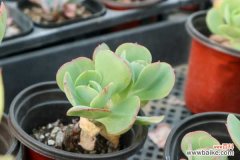 唐印掉叶子怎么办