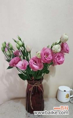 用洋桔梗传达心意 洋桔梗花语与种植方法