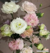 用洋桔梗传达心意 洋桔梗花语与种植方法