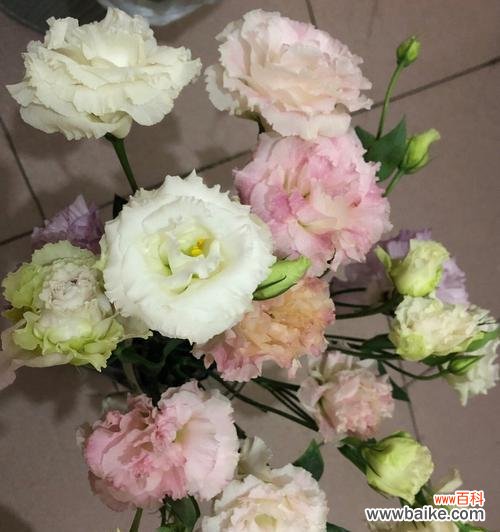 用洋桔梗传达心意 洋桔梗花语与种植方法