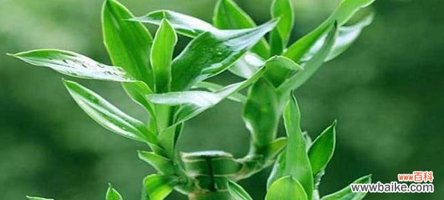 探秘富贵竹的寓意与风水禁忌 如何选取最吉利的富贵竹