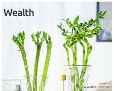 探秘富贵竹的寓意与风水禁忌 如何选取最吉利的富贵竹