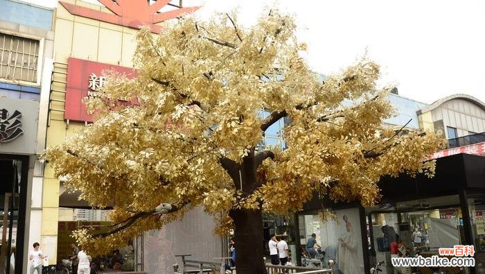 揭秘摇钱树的传奇背后 摇钱树花语与文化象征