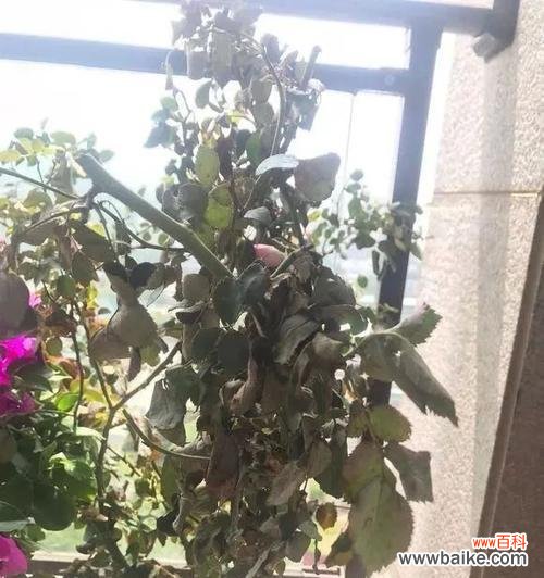 解读养花积水的深层含义 养花积水，别有洞天