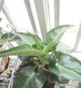 财富与幸福的源泉-摇钱树开花 摇钱树开花的寓意与启示