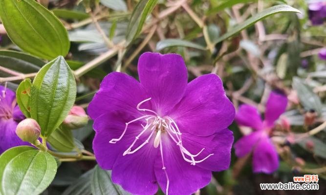 野牡丹的花语及传说 野牡丹