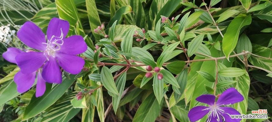 野牡丹的花语及传说 野牡丹