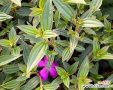 野牡丹的花语及传说 野牡丹