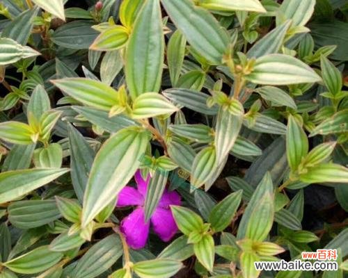 野牡丹的花语及传说 野牡丹