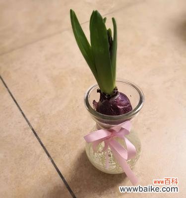 一朵叶底花的诞生与含义 叶底花