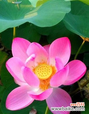 一朵叶底花的诞生与含义 叶底花