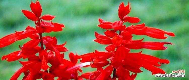 揭示红花语的秘密 红花的美丽与含义