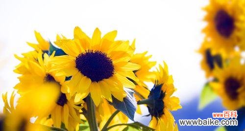 探寻向日葵花背后的美好寓意 向日葵