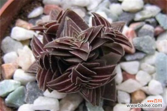 茜之塔的四大作用:可供观赏还能抵制辐射