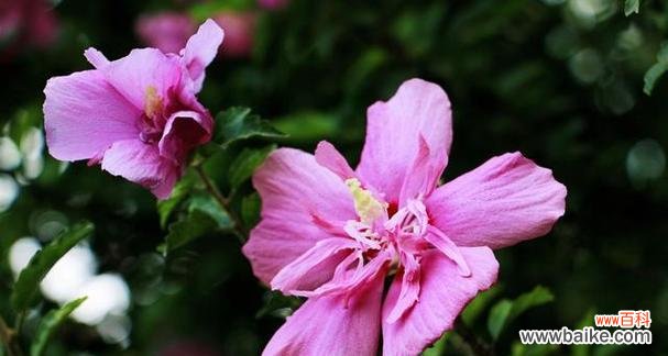 什么花代表坚韧不拔?揭秘坚韧花语的花卉有哪些?