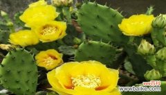 什么花代表坚韧不拔？揭秘坚韧花语的花卉有哪些？