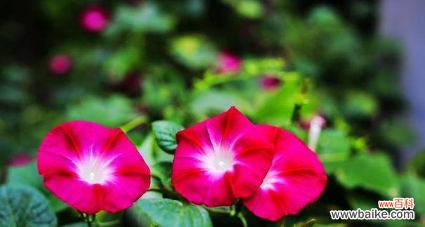 什么花代表坚韧不拔?揭秘坚韧花语的花卉有哪些?