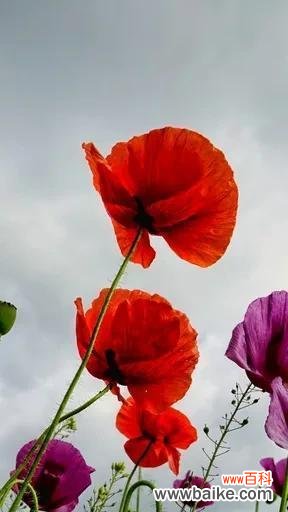 什么花象征着坚强不屈?花语中有哪些代表坚韧的花卉?