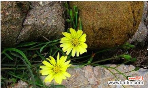 什么花象征着坚强不屈?花语中有哪些代表坚韧的花卉?