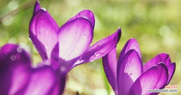 什么花代表拒绝爱情?揭秘花语背后的含义?