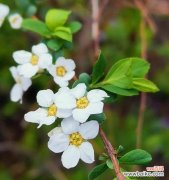 什么花代表坚持的爱？花语中坚持的爱象征着什么？