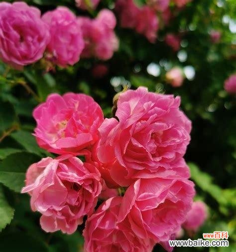 什么花的花语代表结束？揭秘花语背后的含义是什么？