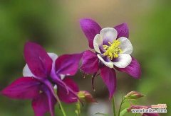 什么花象征金榜题名？揭秘寓意成功的花卉有哪些？