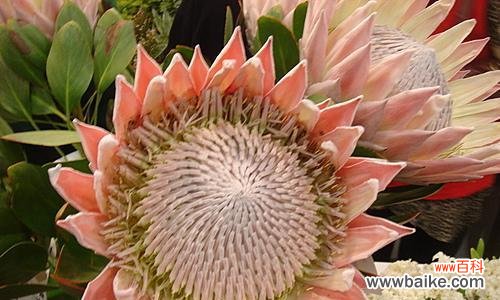 什么花象征金榜题名?揭秘寓意成功的花卉有哪些?