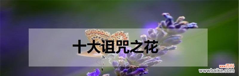 什么花的花语代表救赎？揭秘具有救赎意义的花卉种类