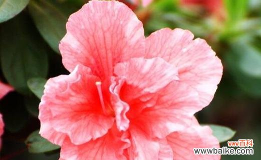 什么花代表拒绝？揭秘花语中的拒绝含义是什么？