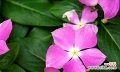 什么花代表开心？花语中开心的花有哪些？